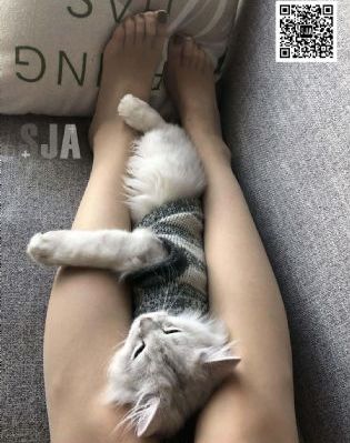 排球少年第二季免费观看完整版